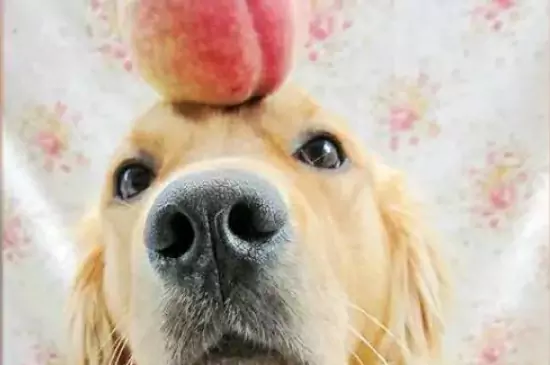 Können Hunde Pfirsiche essen? Welche Stoffe sind in Pfirsichen enthalten, die gut für Hunde sind?