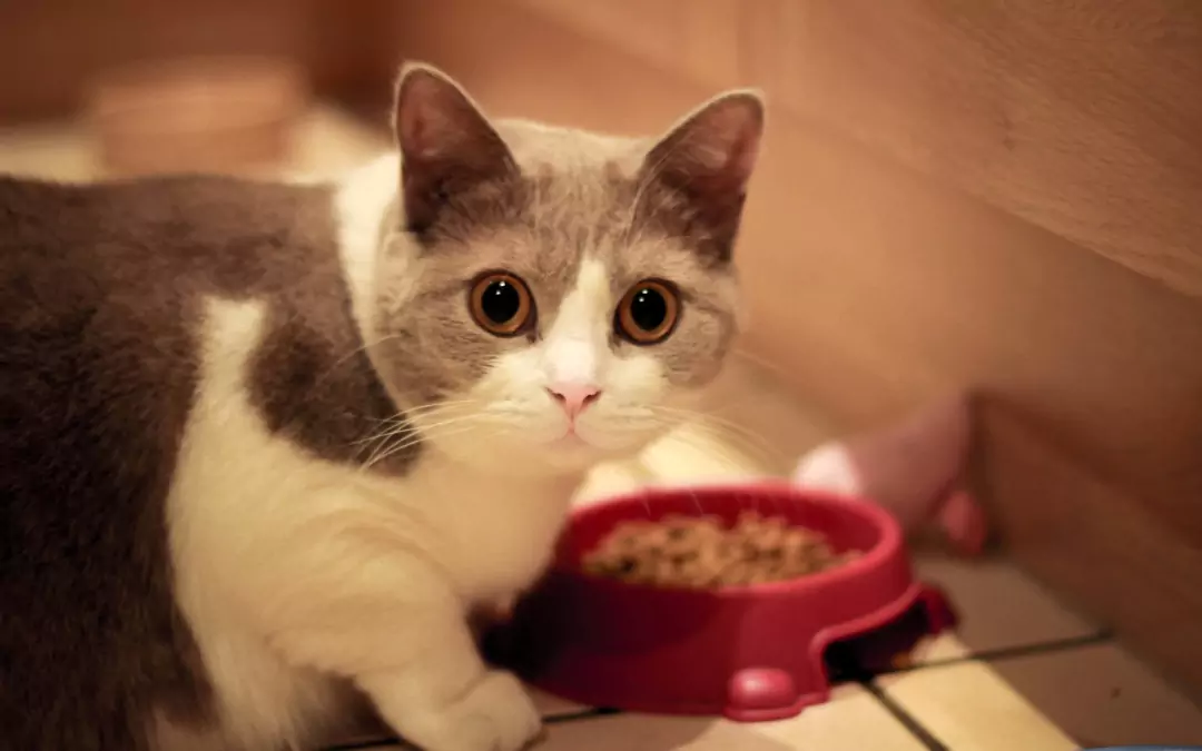 Können Katzen Hundefutter essen? Die Gefahren des langfristigen Verzehrs von Hundefutter für Katzen