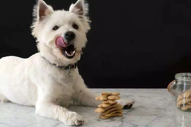Dürfen Hunde Erdnüsse essen? Vorsichtsmaßnahmen für Hunde, die Erdnüsse fressen