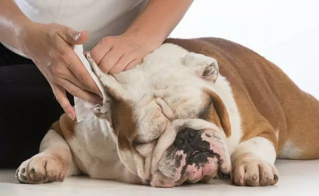 Wie reinigt man die Hundeohren? Wenn Sie die Ohren Ihres Hundes über einen längeren Zeitraum hinweg nicht reinigen, kann dies zu einem unvorstellbaren Problem führen