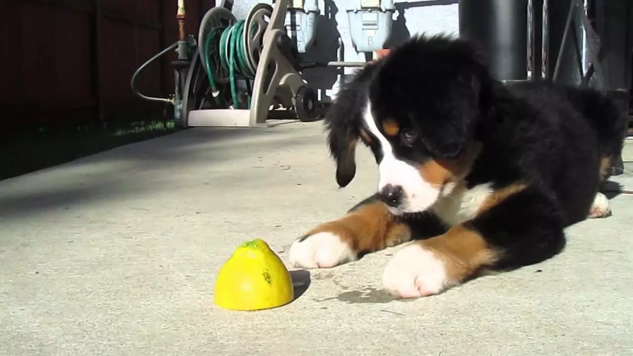 Können Hunde Zitronen essen? Warum können Hunde keine Zitronen essen?