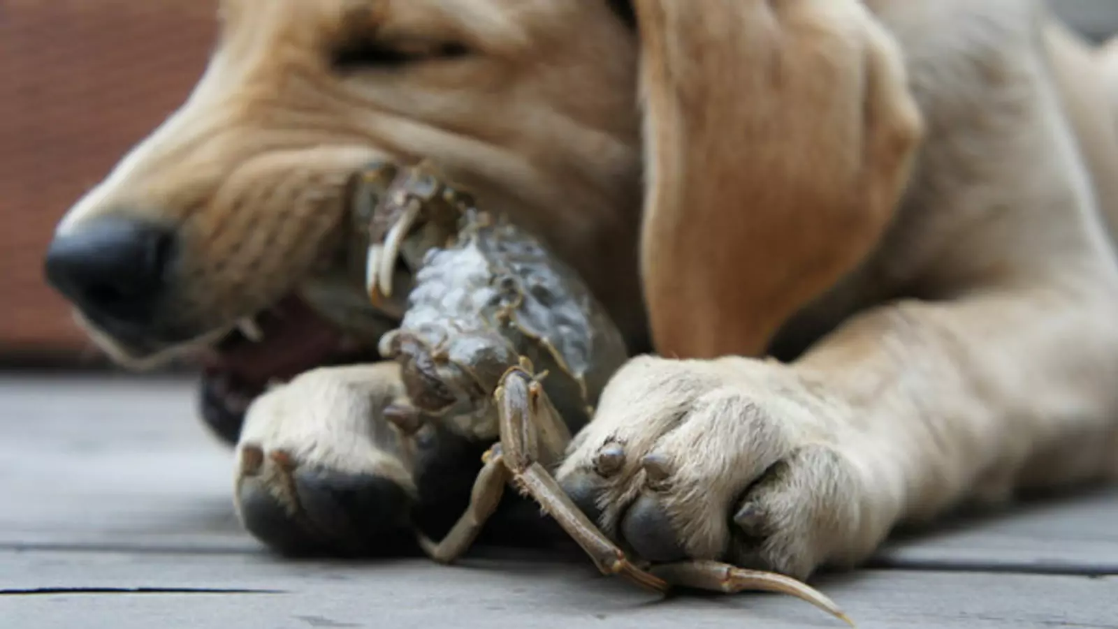 Können Hunde Krabben essen? Welche Gefahr besteht, wenn Hunde Krabben essen?