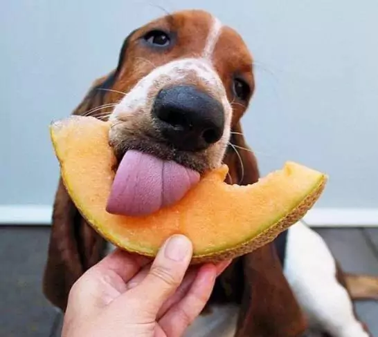 Können Hunde Melone essen? Was sind die Vorteile von Melone für Hunde?