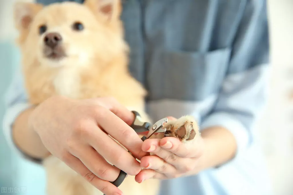 Wie schneidet man Hundekrallen? Welche Gefahren können durch zu lange Hundekrallen verursacht werden?