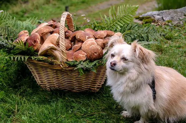 Sind Pilze giftig für Hunde? Was sind die Symptome einer versehentlichen Pilzaufnahme?