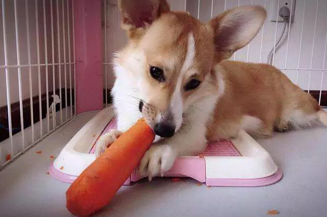 Können Hunde rohe Karotten essen?