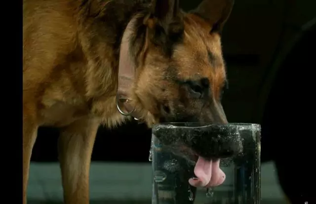 Warum trinkt mein Hund so viel Wasser? Wie kommt es, dass ein Hund zu viel Wasser trinkt?