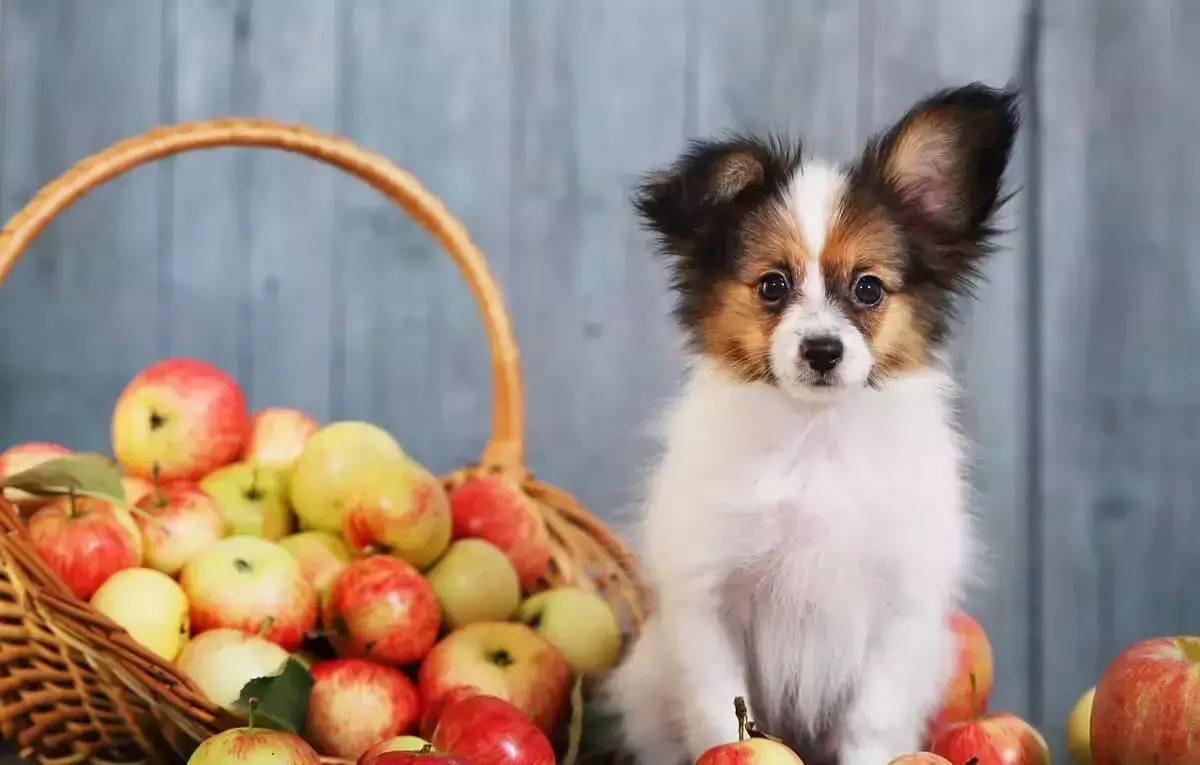 Sind Äpfel gut für Hunde? Was sind die Vorteile von Äpfeln für Hunde?