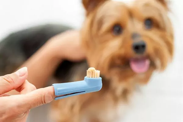 Wie putzt man die Zähne seines Hundes?