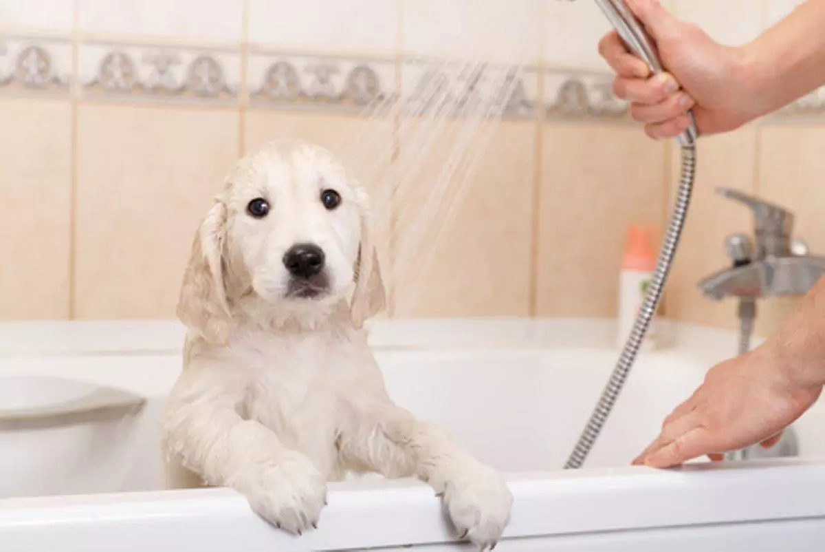 Wie oft sollte ich meinen Hund baden?