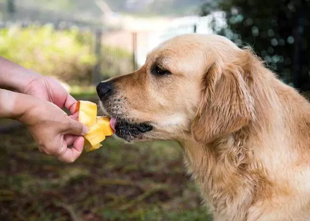 Können Hunde Mangos essen? Welche Vorteile hat die Gabe von Mangos an Hunde?