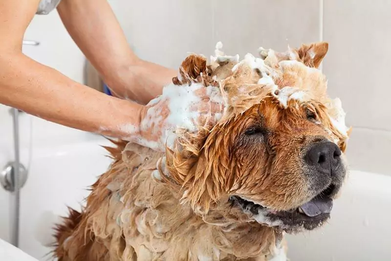 Wie oft sollten Sie Ihren Hund waschen? Was muss man sagen, wenn man seinen Hund badet?
