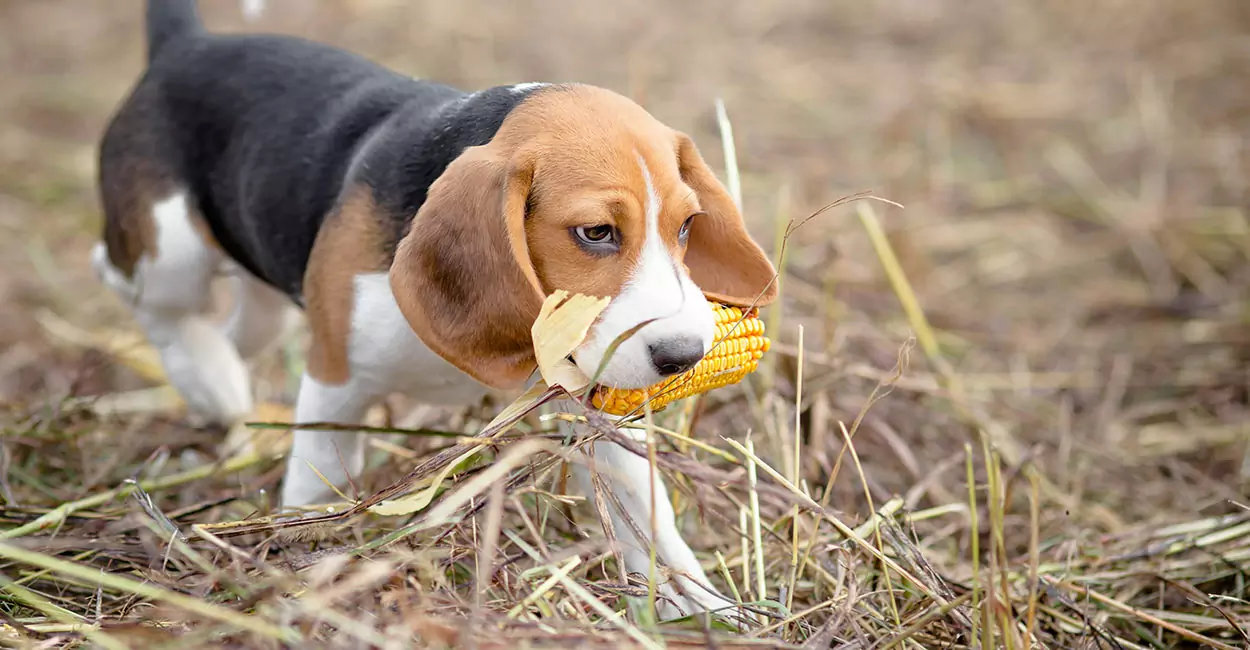 Können Hunde Mais fressen? Vorsichtsmaßnahmen für Hunde, die Mais fressen