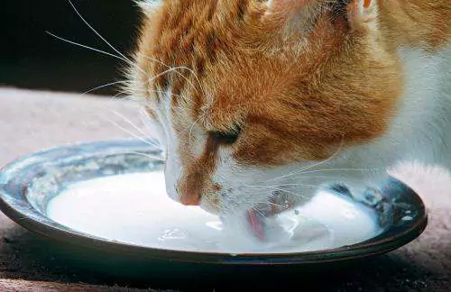 Können Katzen Milch trinken? Wie wählt man Katzenmilchpulver aus?