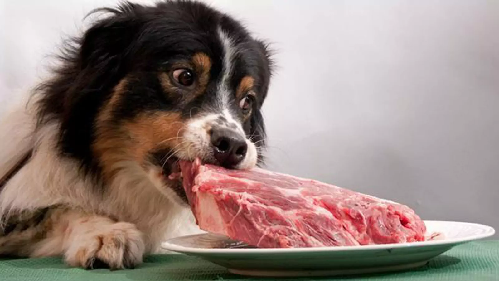 Können Hunde rohes Schweinefleisch essen?