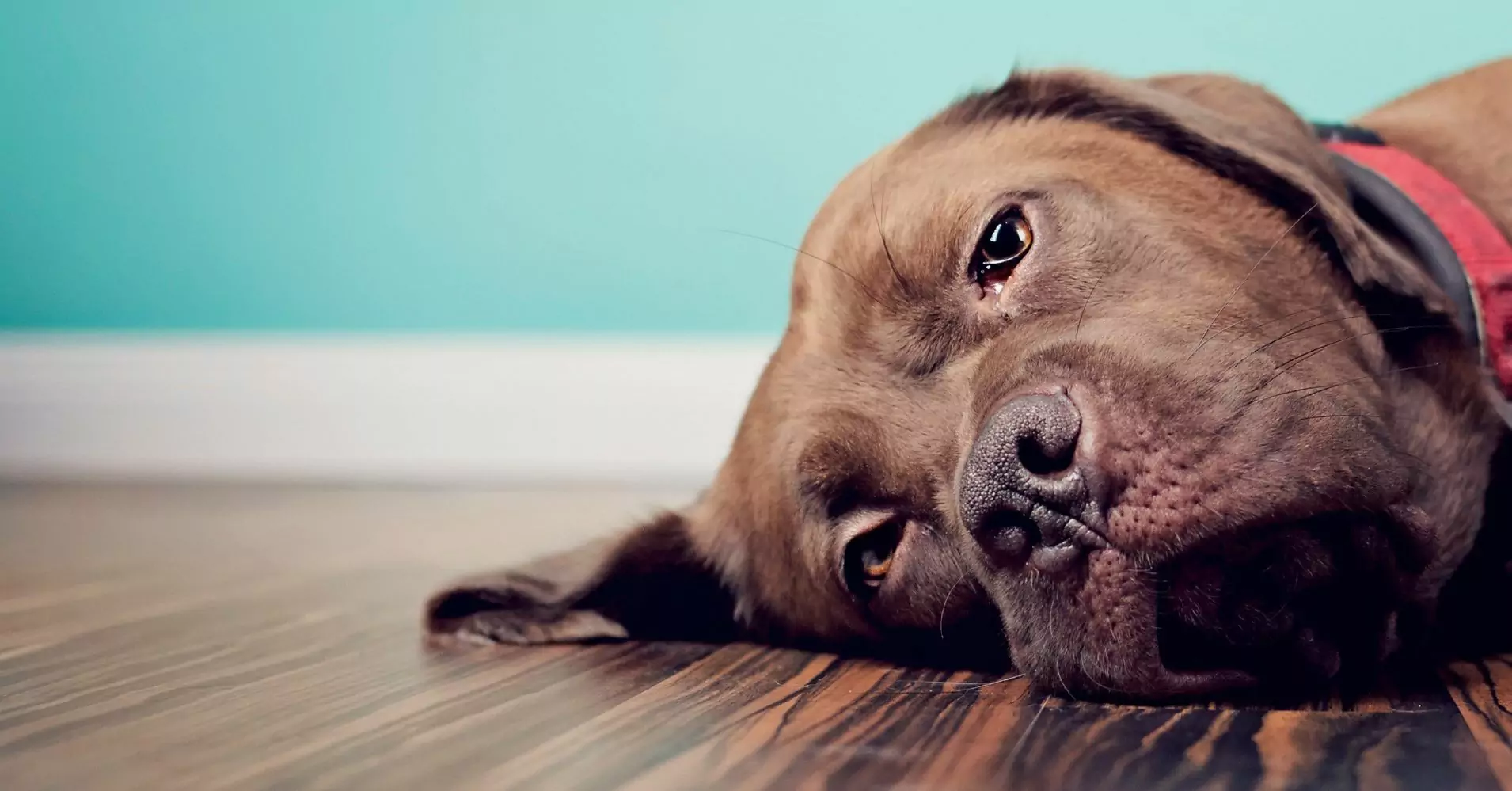 Können Hunde Traurigkeit empfinden?