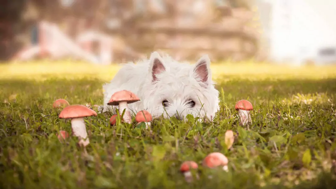 Sind Pilze schlecht für Hunde? Vor- und Nachteile der Pilzfütterung für Hunde