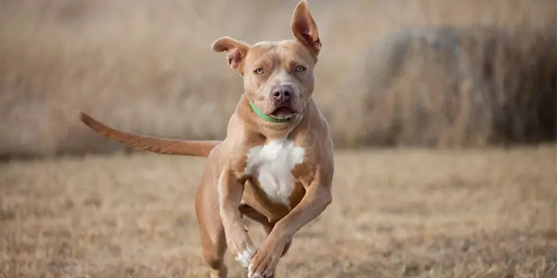 Wie schnell kann ein Hund laufen?