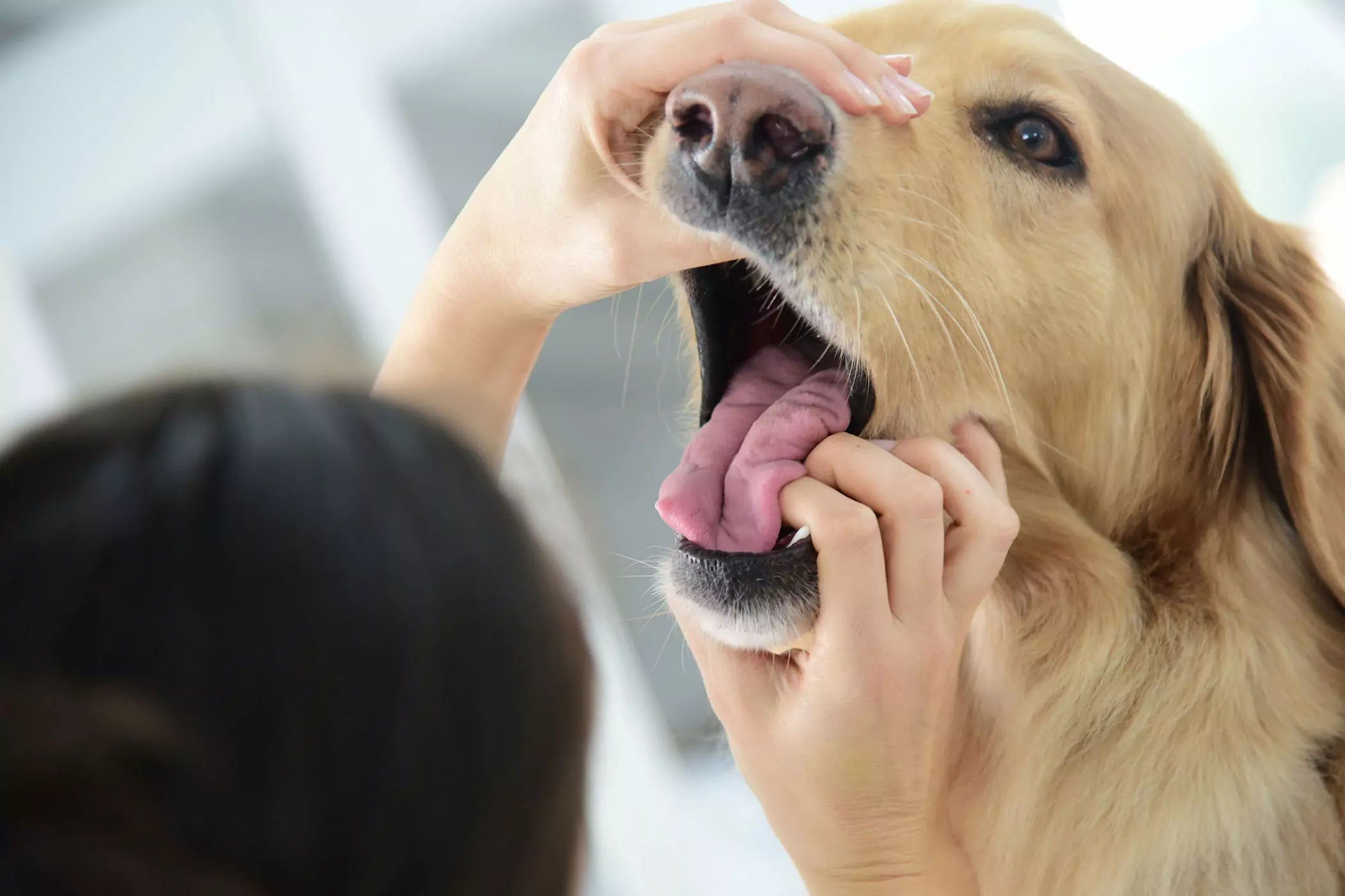 Ist der Mund eines Hundes sauberer als der eines Menschen? Das Maul eines Hundes ist sauberer als das eines Menschen? Das ist ein gestohlener Begriff, die beiden sind nicht vergleichbar