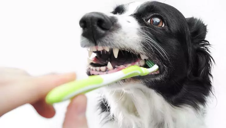 Wie reinigt man die Zähne seines Hundes? Diese 7 Methoden können Ihnen helfen, seine Zähne zu reinigen