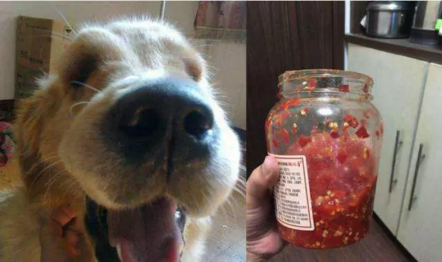 Können Hunde Chilischoten essen? Reaktion von Hunden auf den Verzehr von Chilischoten