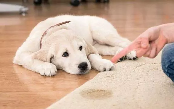 Wie kann man Hunde davon abhalten, ins Haus zu pinkeln?