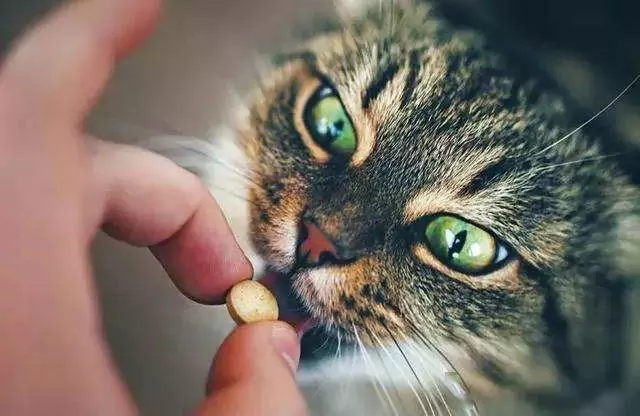 Wie kann man Katzen Medikamente verabreichen? Wie gibt man Katzen ganz einfach Medikamente?