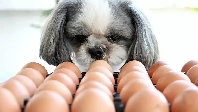 Können Hunde Eier essen? Dürfen Hunde Eiweiß fressen? Was sind die Vorteile von Eiern für Hunde?