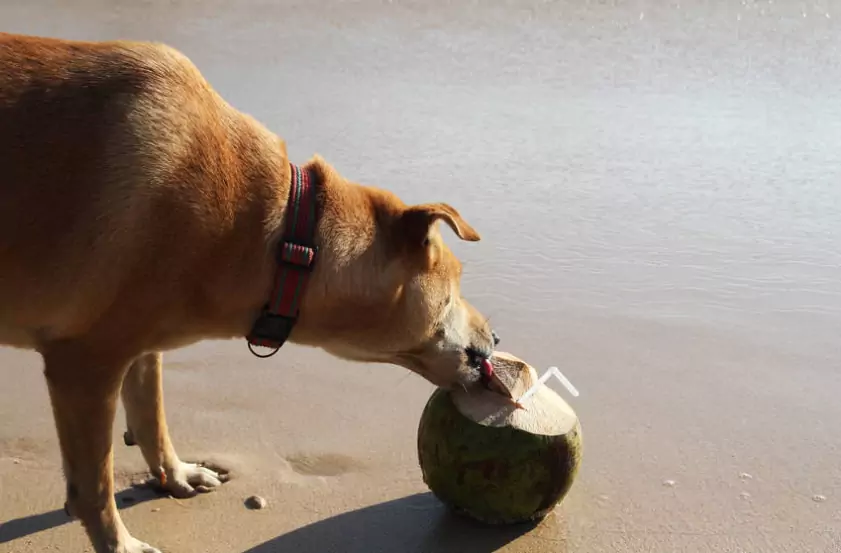 Können Hunde Kokosnusswasser trinken?