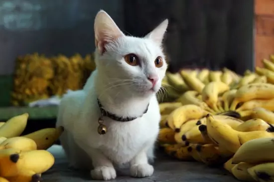 Können Katzen Bananen essen? Die in Bananen enthaltenen Vitamine