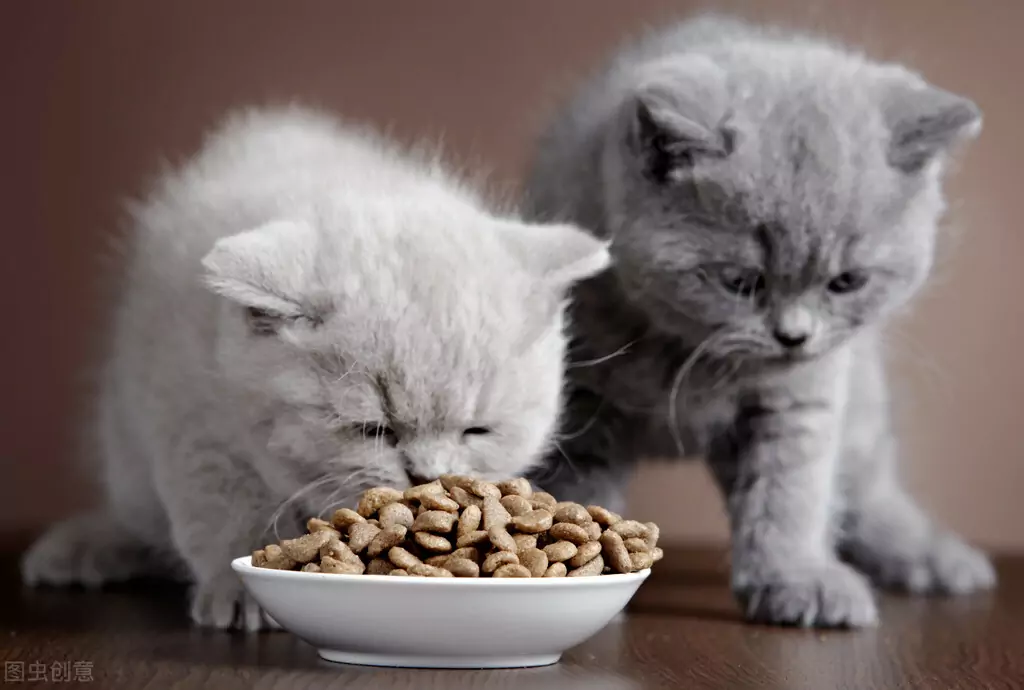 Warum erbricht meine Katze unverdautes Futter? Ursachen für Erbrechen bei Katzen