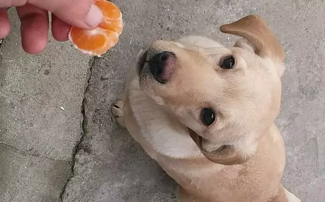 Können Hunde Orangen essen? Was sind die Vorteile des Verzehrs von Orangen für Hunde?