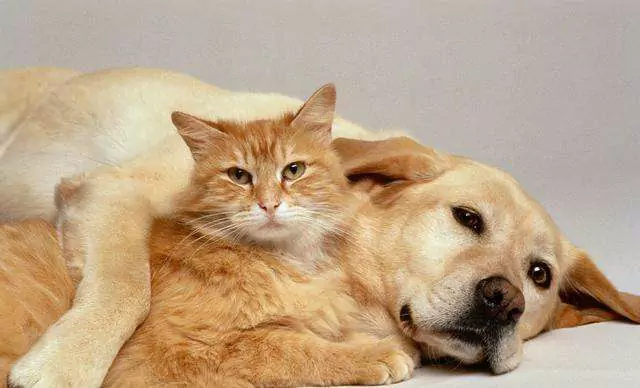 Warum ist ein Hund besser als eine Katze? 10 Gründe, warum ein Hund besser ist als eine Katze