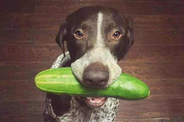 Können Hunde Gurken essen? Was sind die Vor- und Nachteile von Gurken für Hunde?