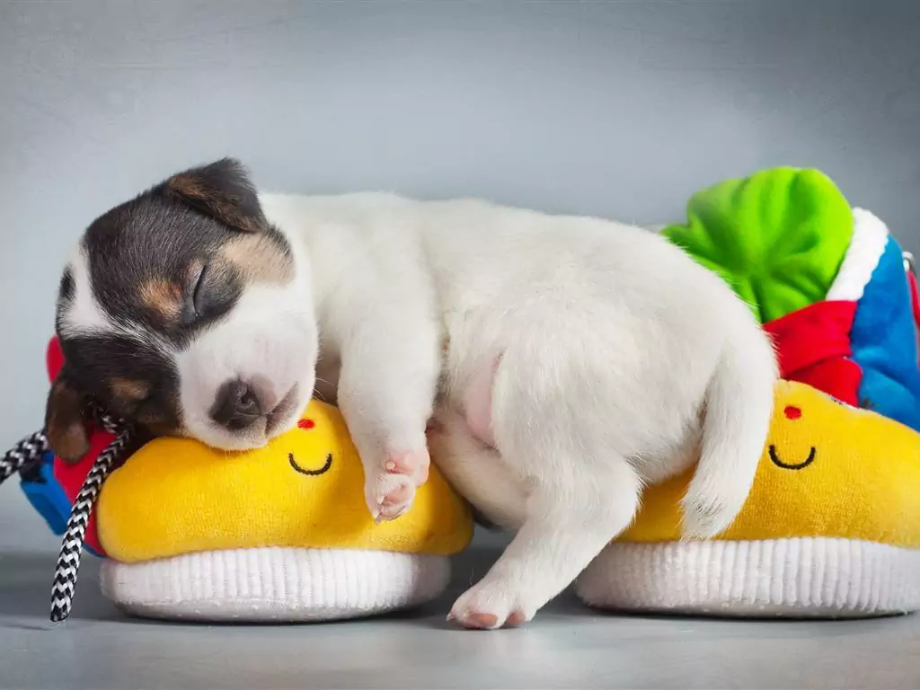 Warum schlafen Hunde auf dem Rücken? Die Vor- und Nachteile des Schlafens auf dem Rücken