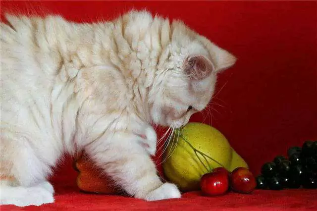 Können Katzen Weintrauben essen? Warum können Katzen keine Weintrauben essen?