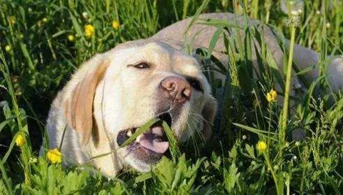 Können Hunde Sellerie essen? Vorteile von Staudensellerie für Hunde