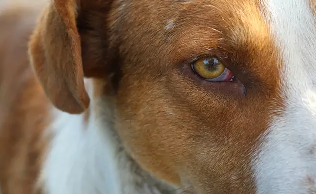 Warum sind die Augen meines Hundes rot?