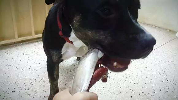 Dürfen Hunde Thunfisch essen? Risiken beim Verzehr von Thunfisch in Dosen für Hunde
