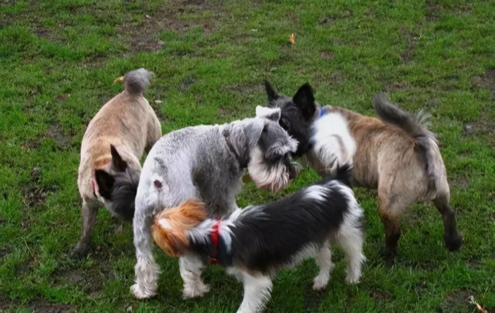 Warum schnüffeln Hunde an ihrem Hintern? Warum schnüffeln sich Hunde gegenseitig am Hintern?