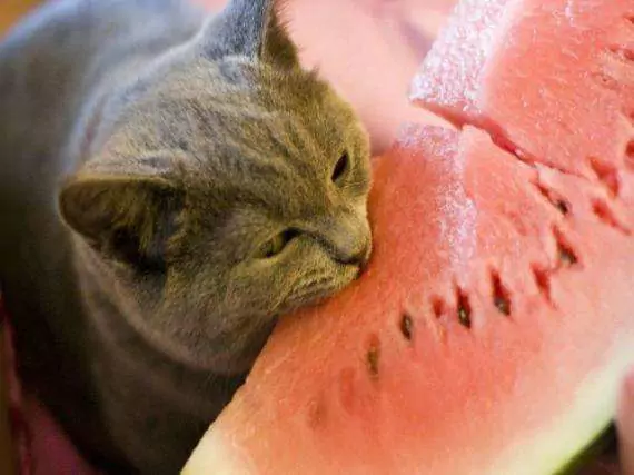 Können Katzen Wassermelone essen? Ist Wassermelone schlecht für Katzen?