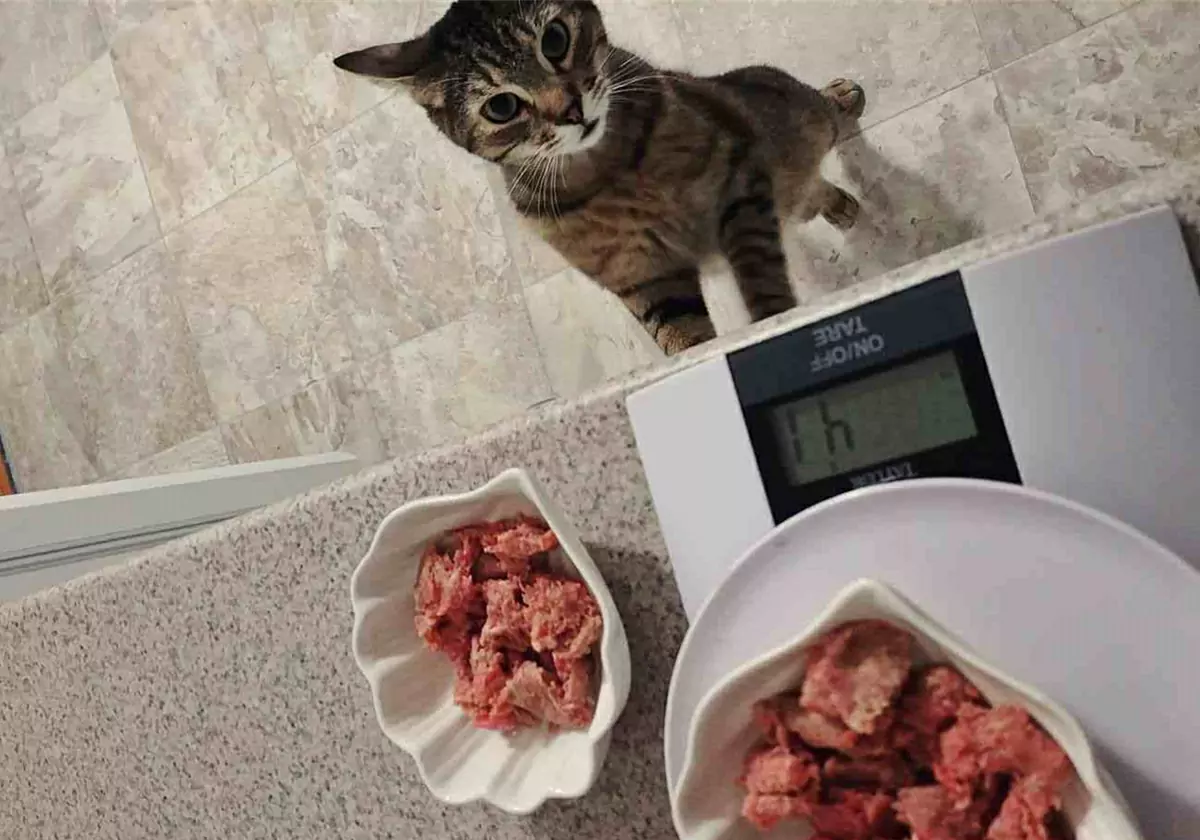 Können Katzen rohes Fleisch essen?