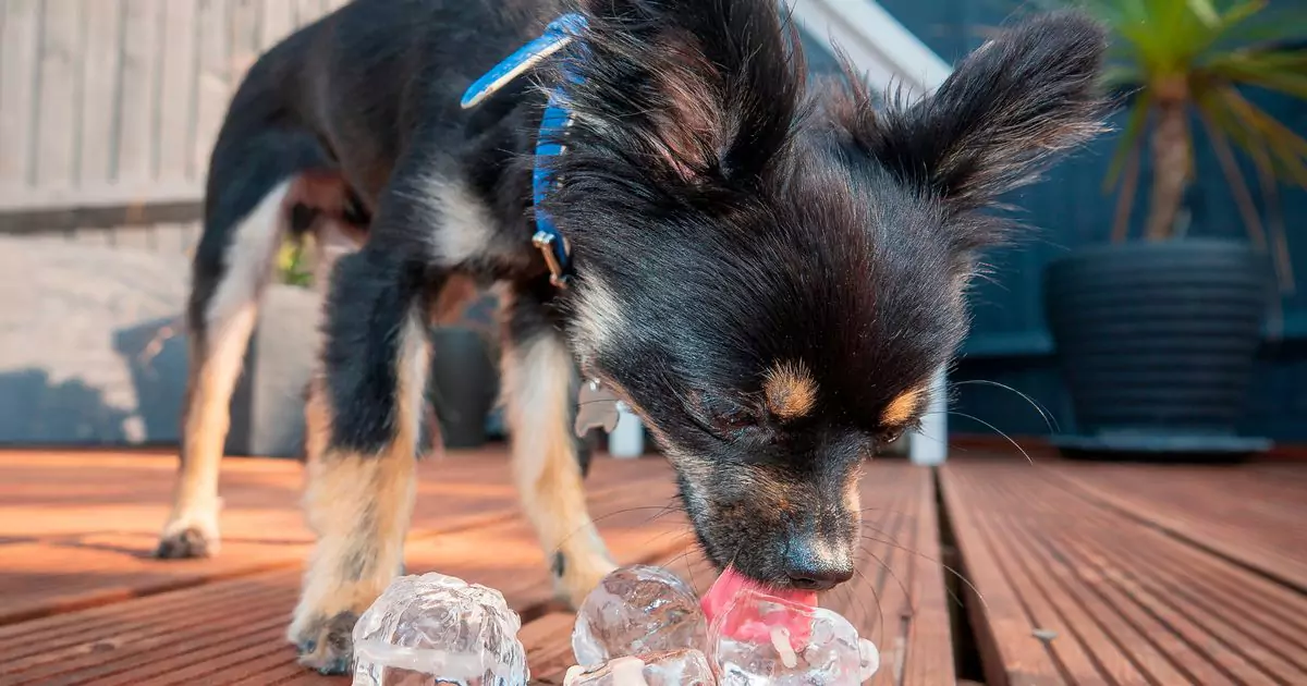 Können Hunde Eis essen? Mögen Hunde Eiswürfel?