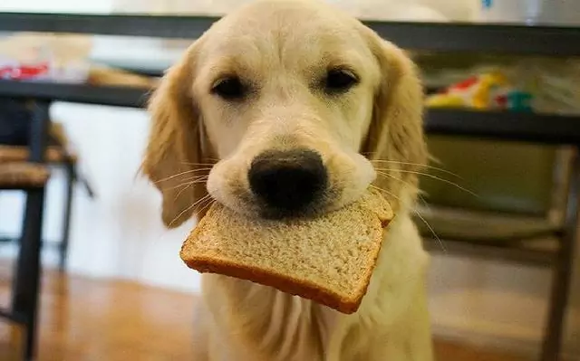 Können Hunde Brot essen? Mögliche Gefahren von Brot für Hunde