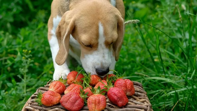 Sind Erdbeeren gut für Hunde? Was sind die Vorteile von Erdbeeren für Hunde? Können Welpen Erdbeeren essen?