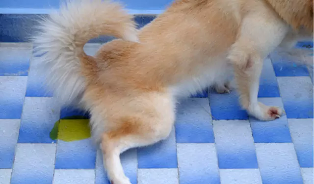 Wie behandelt man Harnwegsinfektionen bei Hunden? Was kann Harnwegsinfektionen bei Hunden verursachen?