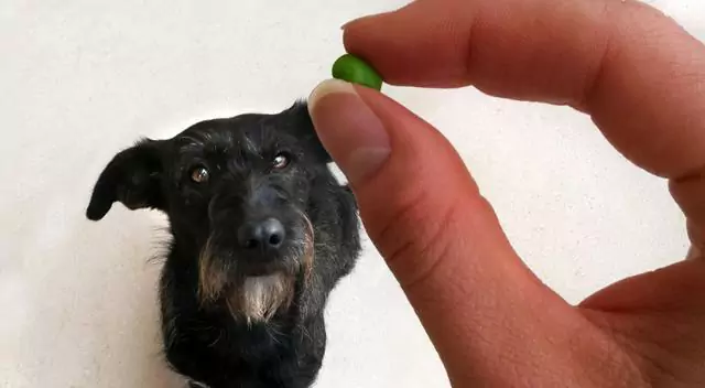 Können Hunde grüne Bohnen essen? Bei der Gabe von grünen Bohnen an Hunde ist Folgendes zu beachten