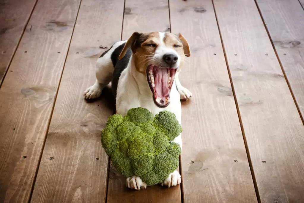 Ist Brokkoli gut für Hunde? Brokkoli ist gut, aber nicht alles ist gut und schadet nicht