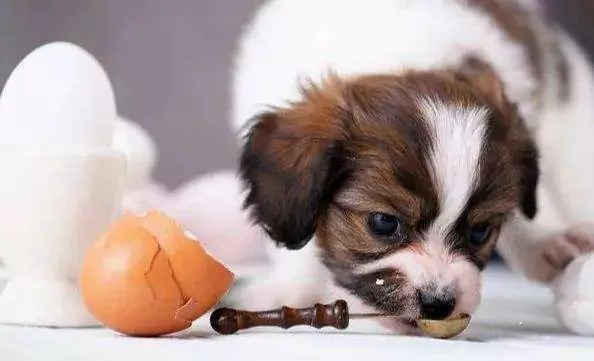 Können Hunde rohe Eier essen? Was passiert mit Hunden, wenn sie rohe Eier fressen?