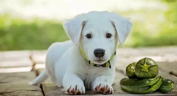 Können Hunde Zucchini essen? Die Vorteile von Zucchini für Hunde